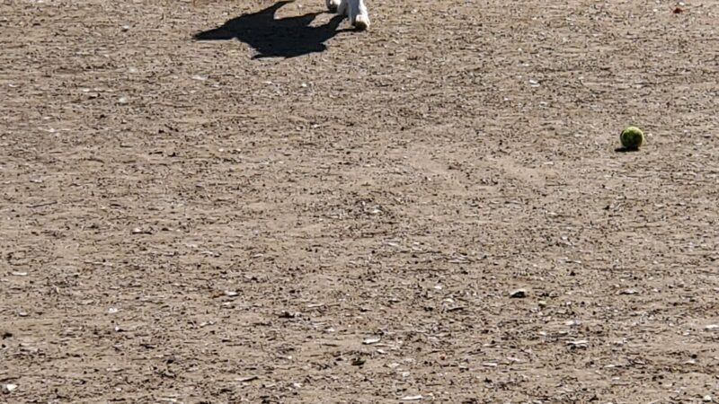 Dog Park | Garden Grove - Garden Grove, CA