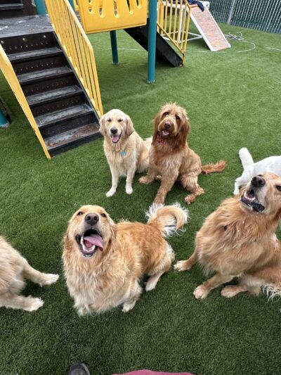 South Park Doggie - Adventureland (South Bay) - Gardena, CA