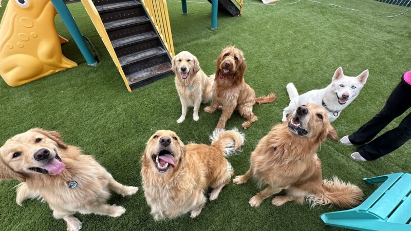 South Park Doggie - Adventureland (South Bay) - Gardena, CA