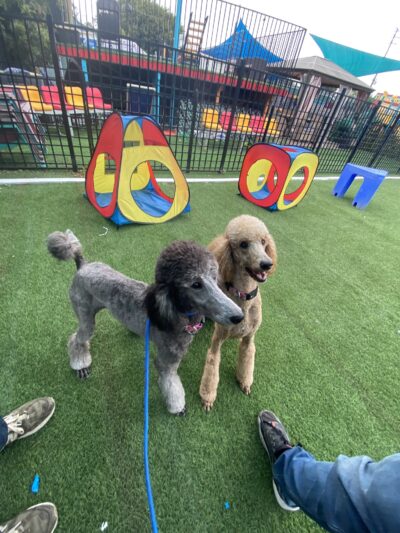 South Park Doggie - Adventureland (South Bay) - Gardena, CA