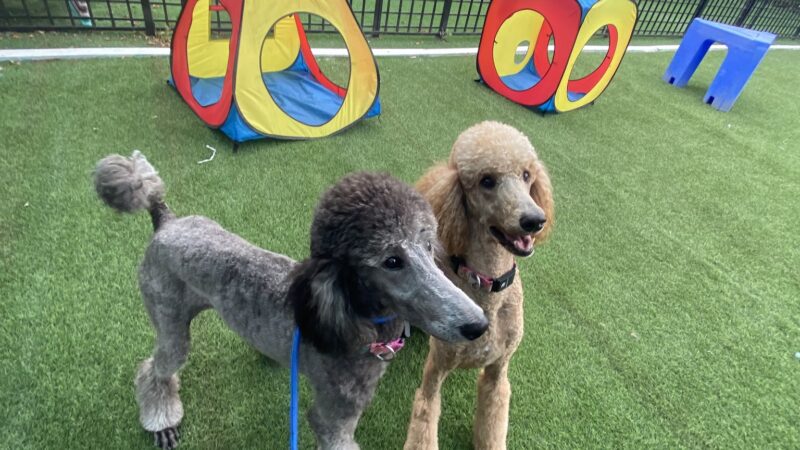 South Park Doggie - Adventureland (South Bay) - Gardena, CA