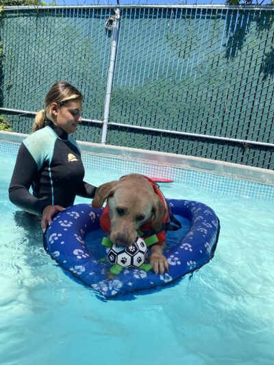 South Park Doggie - Adventureland (South Bay) - Gardena, CA