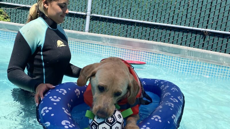 South Park Doggie - Adventureland (South Bay) - Gardena, CA