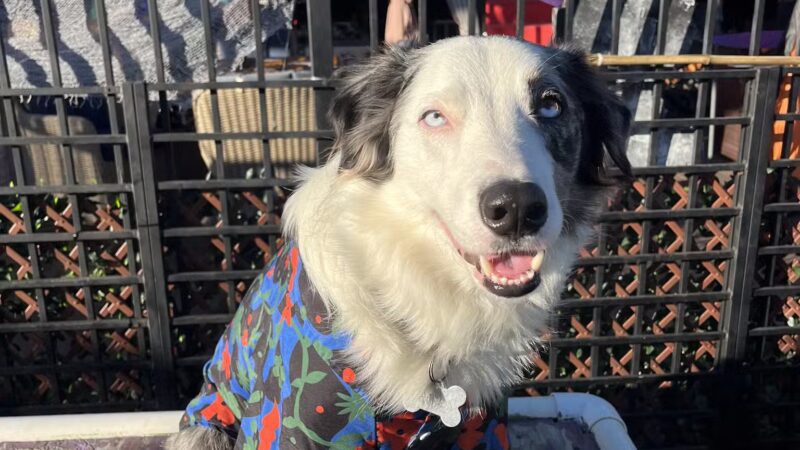 South Park Doggie - Adventureland (South Bay) - Gardena, CA