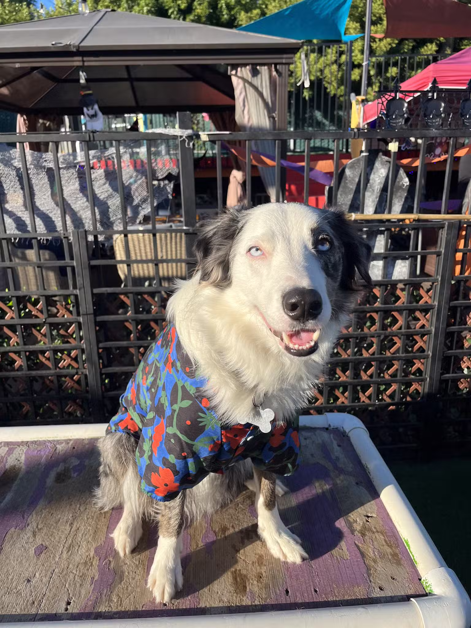 South Park Doggie - Adventureland (South Bay) - Gardena, CA