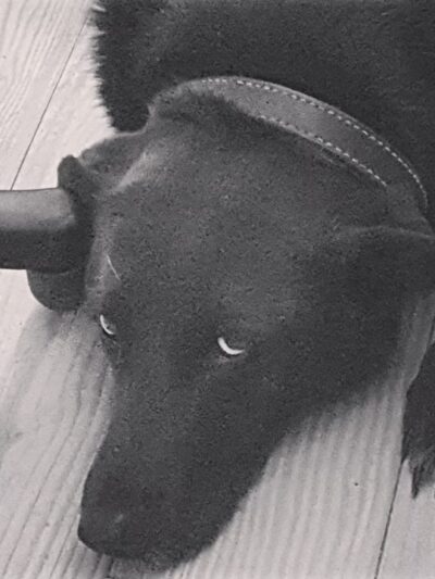 Black Dogs Farm - Garland, KS