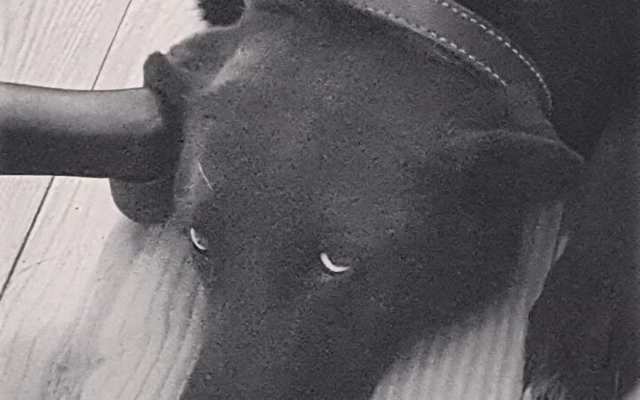 Black Dogs Farm - Garland, KS