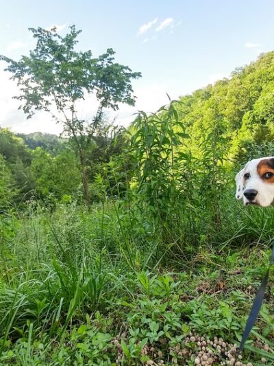 Elkhorn Park - Garrett, KY