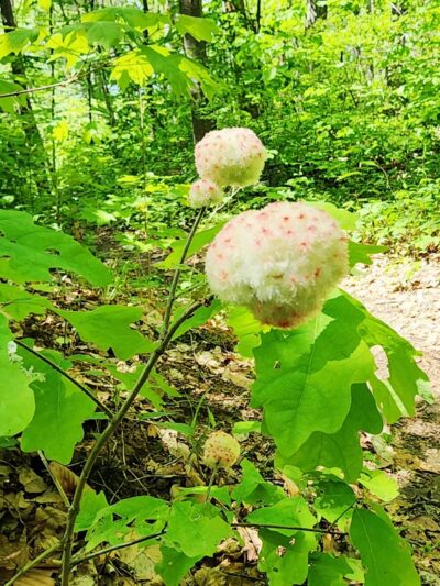 Manitou Nature Preserve public parking - Garrison, NY