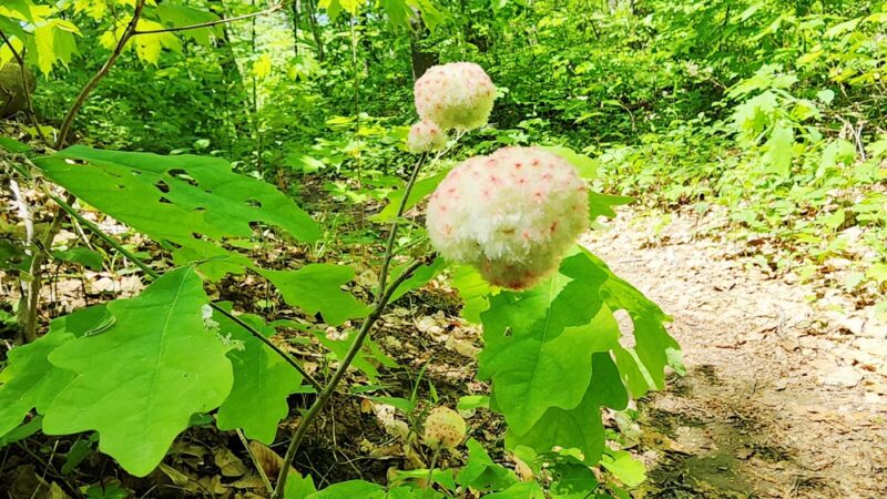 Manitou Nature Preserve public parking - Garrison, NY