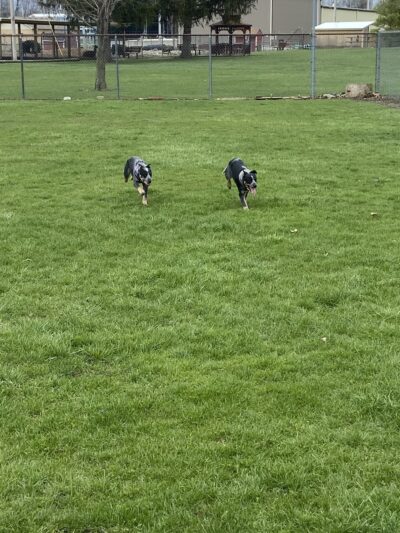 Gas City Dog Park - Gas City, IN