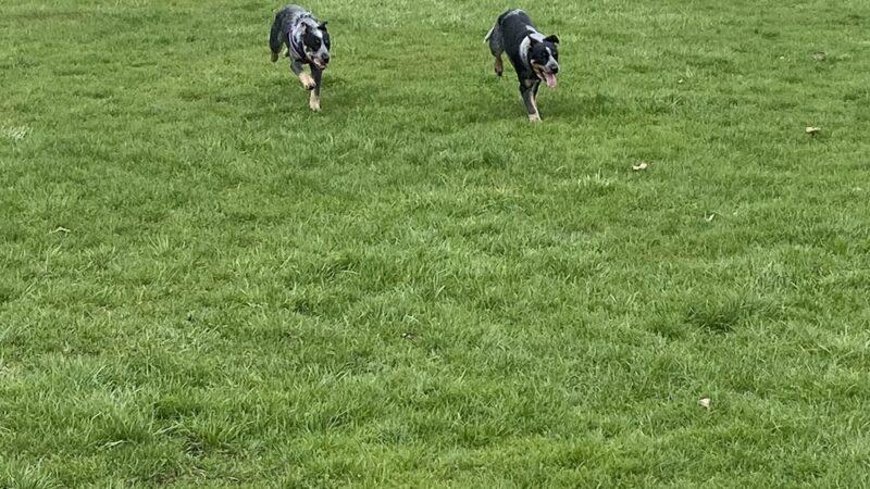 Gas City Dog Park - Gas City, IN