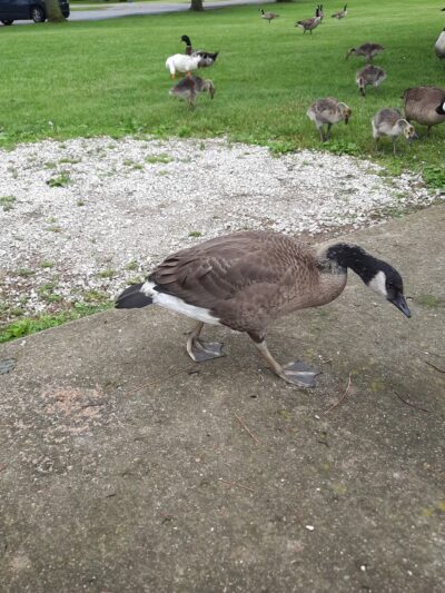 Gas City Dog Park - Gas City, IN