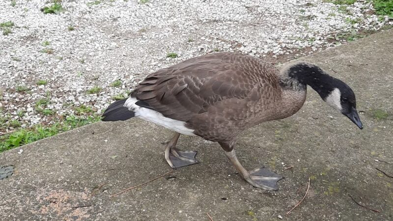 Gas City Dog Park - Gas City, IN