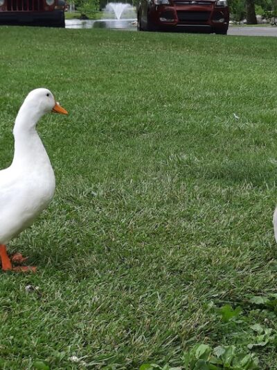 Gas City Dog Park - Gas City, IN