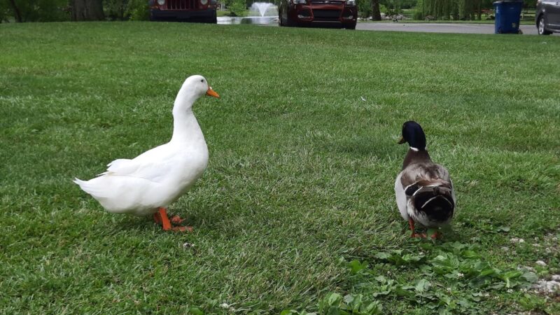 Gas City Dog Park - Gas City, IN