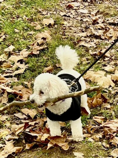 Gatlinburg Dog Park - Gatlinburg, TN