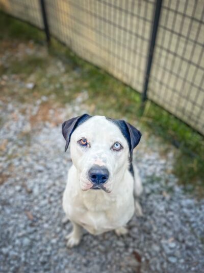 Vital K9 Training & Boarding - Gentry, AR