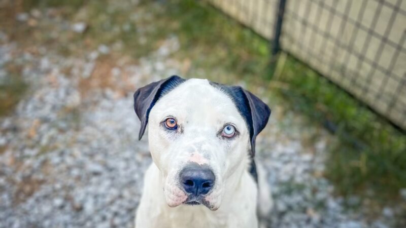 Vital K9 Training & Boarding - Gentry, AR