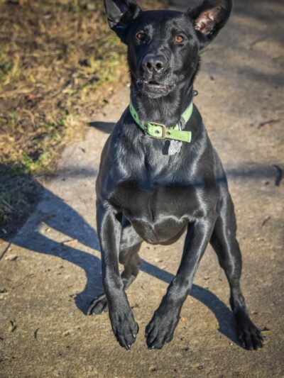 Vital K9 Training & Boarding - Gentry, AR