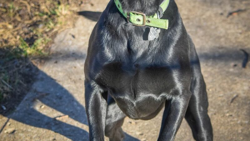 Vital K9 Training & Boarding - Gentry, AR