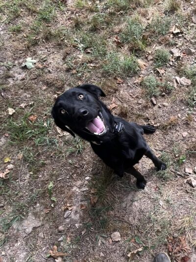 Vital K9 Training & Boarding - Gentry, AR