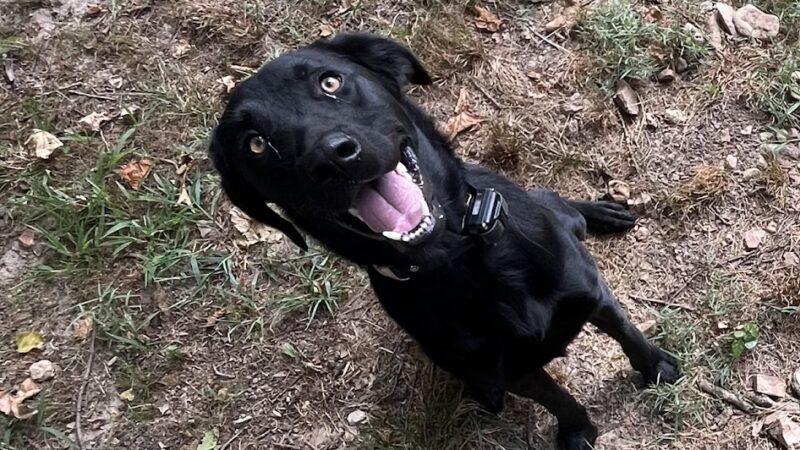 Vital K9 Training & Boarding - Gentry, AR