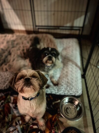 Vital K9 Training & Boarding - Gentry, AR