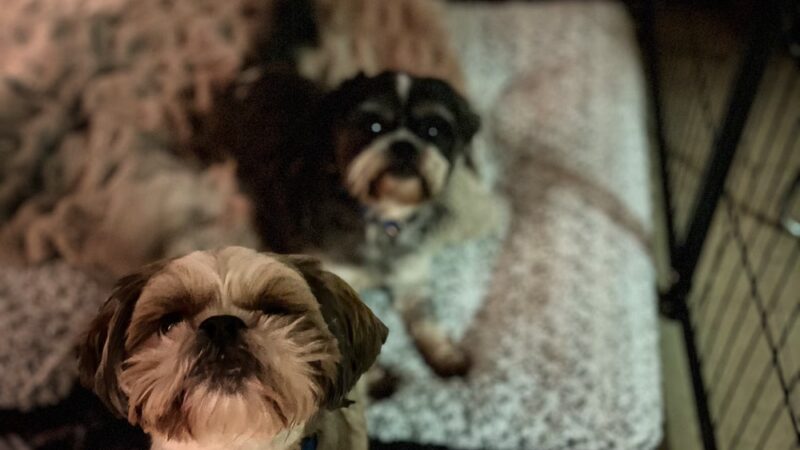 Vital K9 Training & Boarding - Gentry, AR