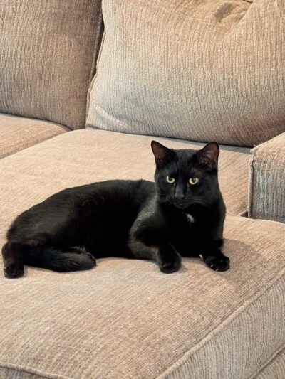 Brandywine Valley SPCA, Georgetown Campus - Georgetown, DE