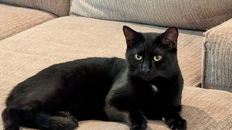 Brandywine Valley SPCA, Georgetown Campus - Georgetown, DE