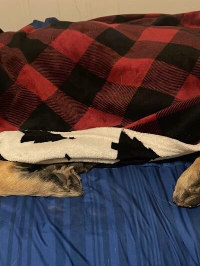 Brandywine Valley SPCA, Georgetown Campus - Georgetown, DE