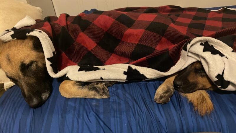 Brandywine Valley SPCA, Georgetown Campus - Georgetown, DE