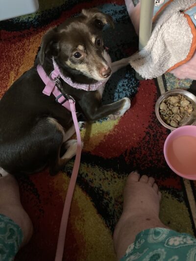 Brandywine Valley SPCA, Georgetown Campus - Georgetown, DE