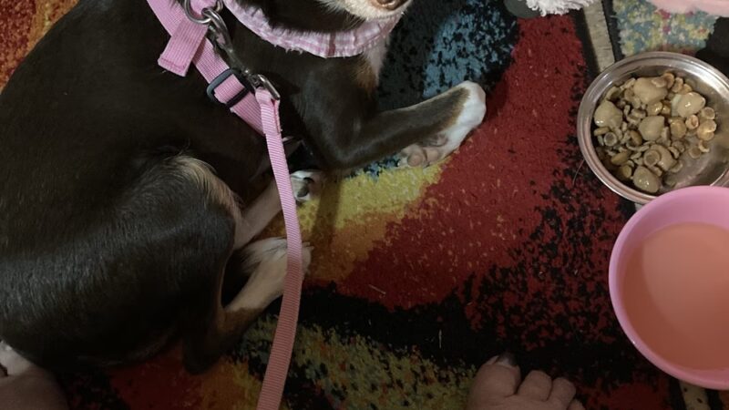 Brandywine Valley SPCA, Georgetown Campus - Georgetown, DE