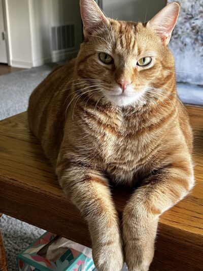 Brandywine Valley SPCA, Georgetown Campus - Georgetown, DE