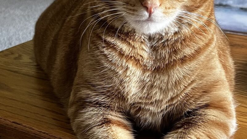 Brandywine Valley SPCA, Georgetown Campus - Georgetown, DE