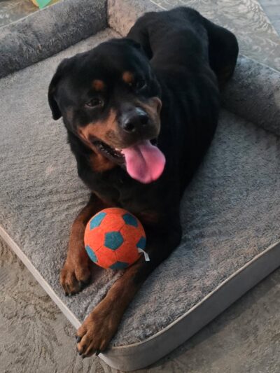 Brandywine Valley SPCA, Georgetown Campus - Georgetown, DE