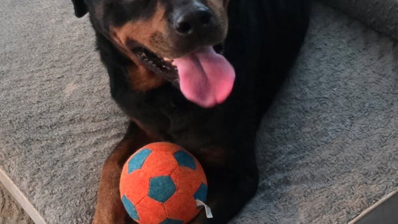 Brandywine Valley SPCA, Georgetown Campus - Georgetown, DE