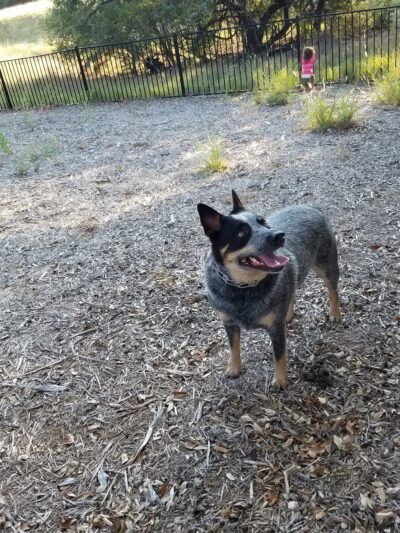 Gatlin Creek Dog Park - Georgetown, TX
