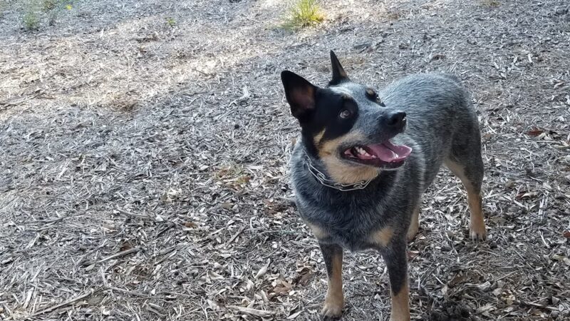 Gatlin Creek Dog Park - Georgetown, TX