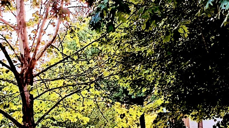 Kingsview Local Park - Germantown, MD