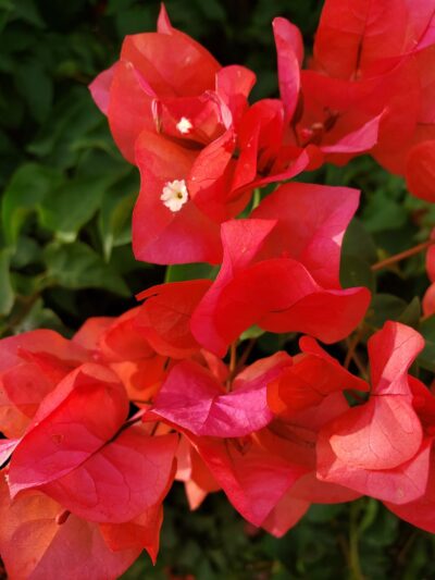 Greenbelt - Gilbert, AZ