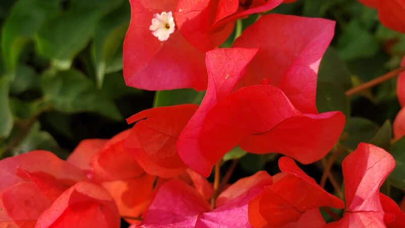 Greenbelt - Gilbert, AZ