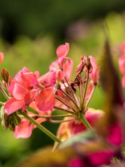 Lions Park - Gilbert, IA