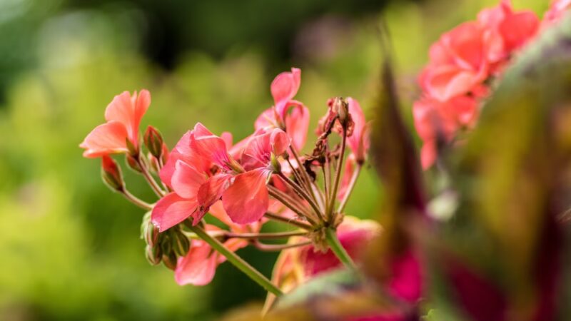 Lions Park - Gilbert, IA