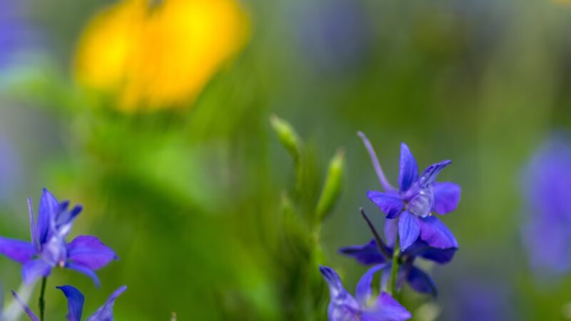 Lions Park - Gilbert, IA