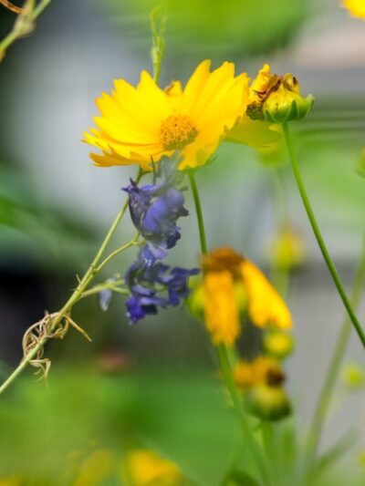 Lions Park - Gilbert, IA