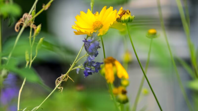 Lions Park - Gilbert, IA