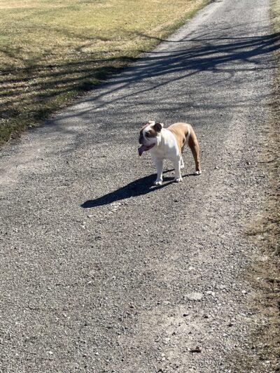 Wells Township Park - Gillett, PA
